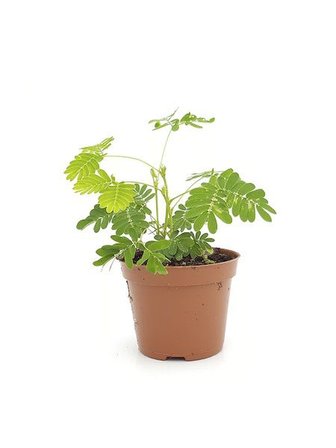 Küstüm Çiçeği Fidanı 10-20 cm 5 Adet Tüplü 