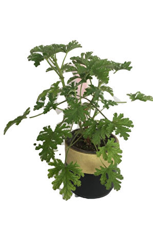 Gül Damlası Çiçeği Itır Pelargonium Graveolens