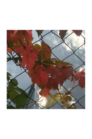 PARTHENOCISSUS QUINQUEFOLIA Amerikan Sarmaşığı Fidanı 10-20 cm