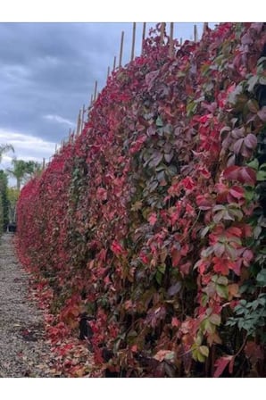 PARTHENOCISSUS QUINQUEFOLIA Amerikan Sarmaşığı Fidanı 10-20 cm