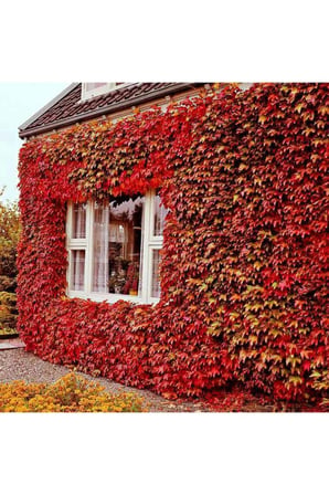 PARTHENOCISSUS QUINQUEFOLIA Amerikan Sarmaşığı Fidanı 10-20 cm