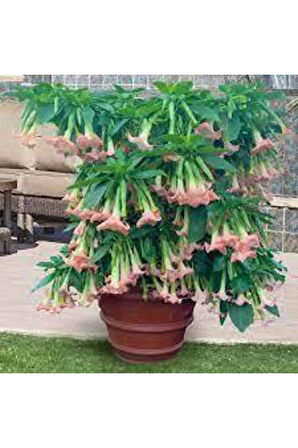 5 Adet Tohum Nadir Bulunan Meleklerin Borozanı Pembe Angel Trumpet Çiçeği