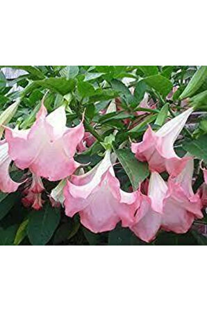 5 Adet Tohum Nadir Bulunan Meleklerin Borozanı Pembe Angel Trumpet Çiçeği