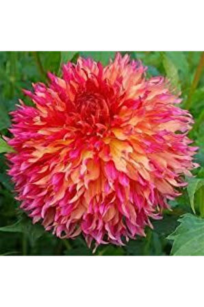 5 Adet Tohum Hollanda Ithal Nadide Dehlia Çiçeği Yıldız Çiçeği Tohumu Sürpriz Hediye Tohumludur