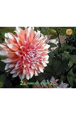 5 Adet Tohum Hollanda Ithal Nadide Dehlia Çiçeği Yıldız Çiçeği Tohumu Sürpriz Hediye Tohumludur