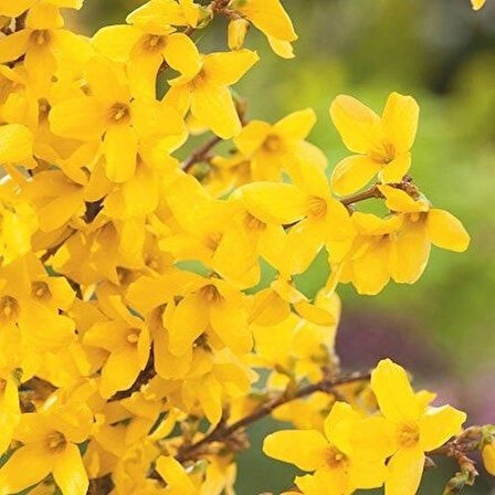 2 Adet Altın Çanak (Forsythia) Fidanı - Parlak Sarı Çiçekler, 1-2 Yaş Arası Tüplü