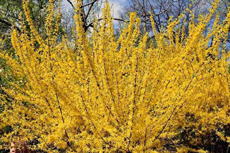 2 Adet Altın Çanak (Forsythia) Fidanı - Parlak Sarı Çiçekler, 1-2 Yaş Arası Tüplü