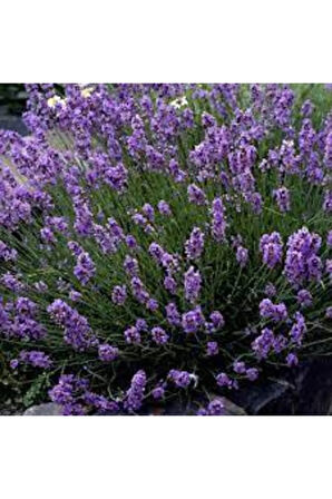 10 Adet Tohum Lavanta Çiçeği Tohum Mor Kokulu Ingiliz Lavanta Çiçeği Tohumu Sürpriz Hediye Tohumlu