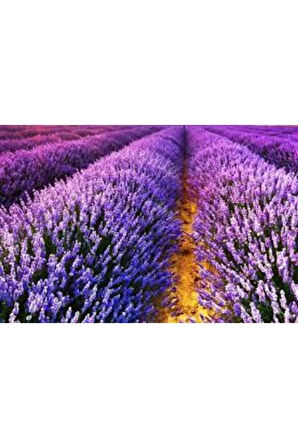 10 Adet Tohum Lavanta Çiçeği Tohum Mor Kokulu Ingiliz Lavanta Çiçeği Tohumu Sürpriz Hediye Tohumlu