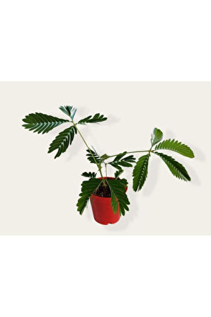Mimosa Pudica (küstüm Çiçeği) Fidesi 20-25 Cm, 5.5 Cm Saksıda