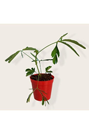 Mimosa Pudica (küstüm Çiçeği) Fidesi 20-25 Cm, 5.5 Cm Saksıda