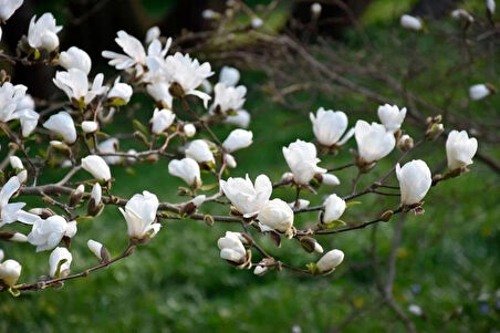 1-2 Yaş Arası Tüplü Yaprak Döken Manolya (Magnolia) Fidanı - Zarif ve Gösterişli Çiçekler