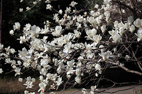 1-2 Yaş Arası Tüplü Yaprak Döken Manolya (Magnolia) Fidanı - Zarif ve Gösterişli Çiçekler