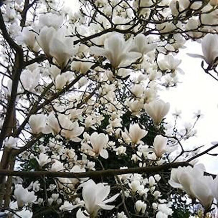 1-2 Yaş Arası Tüplü Yaprak Döken Manolya (Magnolia) Fidanı - Zarif ve Gösterişli Çiçekler