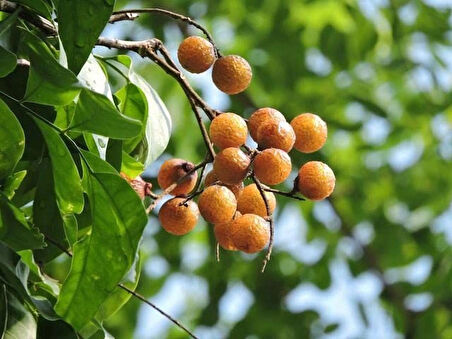 1-2 Yaş Arası Tüplü Sabun Ağacı (Sapindus mukorossi) Fidanı - Doğal ve Çevre Dostu Temizlik Kaynağı