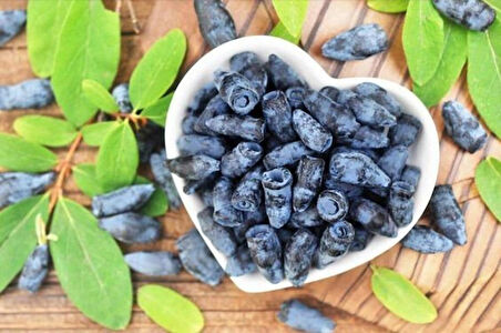 2 Yaşında Tüplü Balyemişi Honeyberry (Lonicera caerulea) Fidanı - Bahçenize Tatlı ve Sağlıklı Meyveler Katın