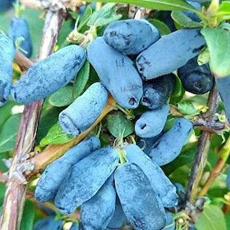 2 Yaşında Tüplü Balyemişi Honeyberry (Lonicera caerulea) Fidanı - Bahçenize Tatlı ve Sağlıklı Meyveler Katın