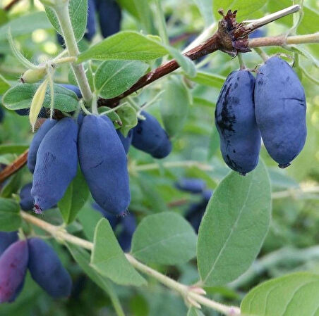 2 Yaşında Tüplü Balyemişi Honeyberry (Lonicera caerulea) Fidanı - Bahçenize Tatlı ve Sağlıklı Meyveler Katın