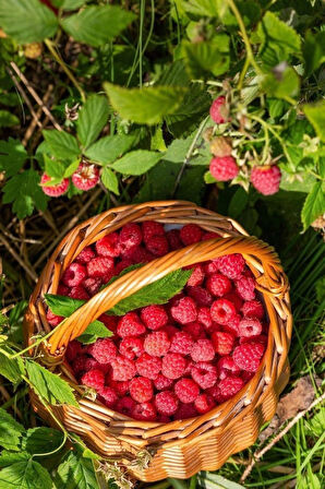 1 Adet Ahududu (Rubus idaeus) Fidanı - Lezzetli ve Besleyici Meyveler, 1-2 Yaş Arası Tüplü