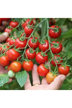 Çeri Domatesi Tohumu 20 Adet
