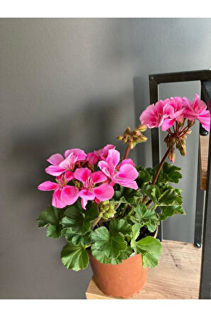 Saksılı Sardunya Pembe Alacalı Fuşya 10-20 Cm