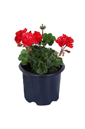 Sardunya Çiçeği Saksı'da - Pelargonium - Kırmızı Renk 10-20 cm