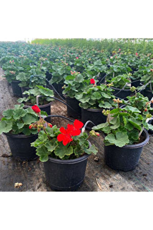 Sardunya Çiçeği Saksı'da - Pelargonium - Kırmızı Renk 10-20 cm