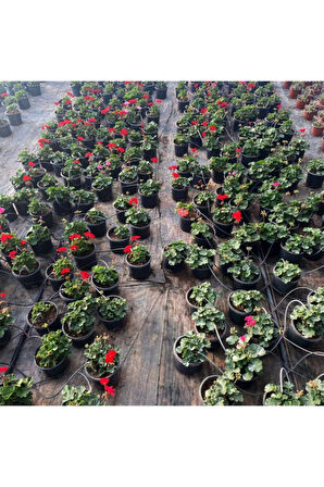 Sardunya Çiçeği Saksı'da - Pelargonium - Kırmızı Renk 10-20 cm