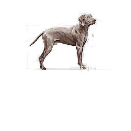 Royal Canin Maxi Dermacomfort Kuru Köpek Maması 12kg