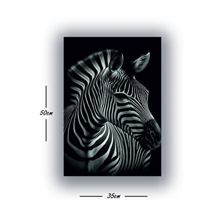 zebra siyah arka planlı baskılı kanvas duvar tablosu
