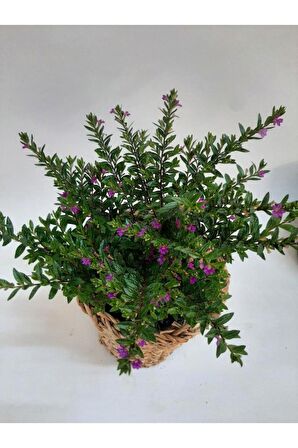 Küfeya Mor Bitkisi 10-20 cm