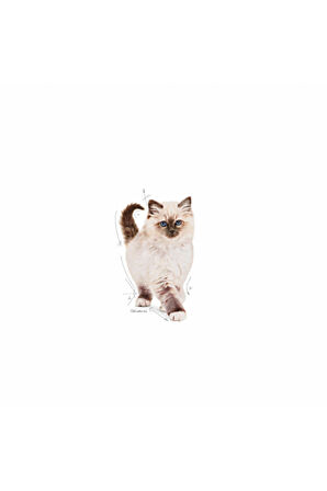 Kitten 4kg. Yavru Kedi Maması