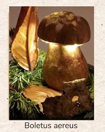 Gaın Dıorama Mushrooms Boletus Aereus Fanus