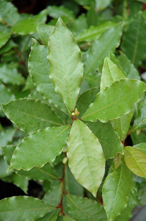 1-2 Yaş Arası Tüplü Defne Ağacı (Laurus nobilis) Fidanı - Hoş Kokulu ve Şifalı Yapraklar