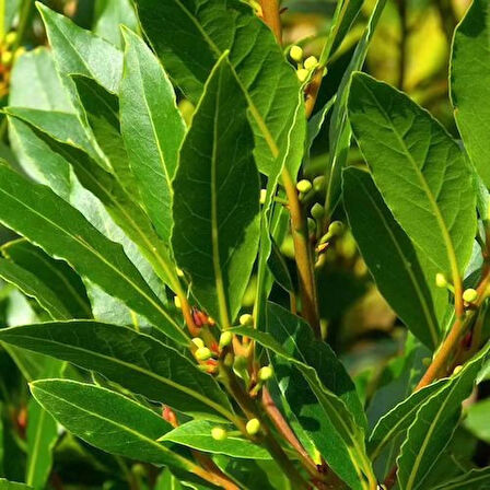 1-2 Yaş Arası Tüplü Defne Ağacı (Laurus nobilis) Fidanı - Hoş Kokulu ve Şifalı Yapraklar