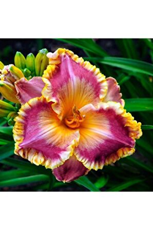 3 Adet Sarı Göbek Ithal Zambak Çiçeği Tohumu