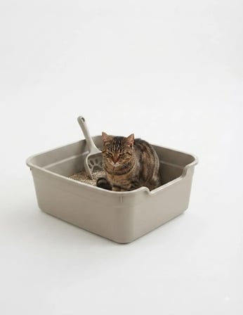  Kolay Girişli ve Ergonomik Açık Kedi Tuvaleti 49x38x18 Cm