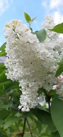 Beyaz Leylak Ağacı Fidanı 50-60 CM Boylarında Saksılı 