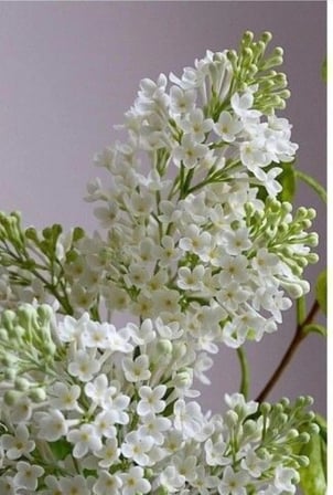 Beyaz Leylak Ağacı Fidanı 50-60 CM Boylarında Saksılı 