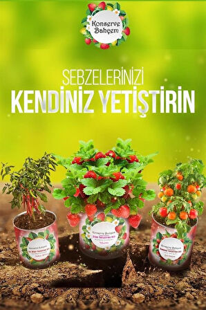 By Nevser® Konserve Bahçem Evde Konservede Sakız Kabak Yetiştirme Kiti