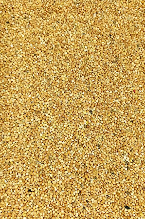 Muhabbet ve Tüm Egzotik Kuşlar İçin Doğal Taze Tane Sarı Darı - 1 kg