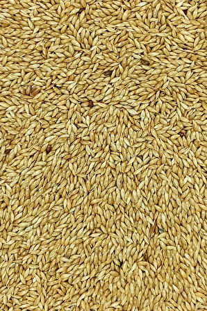 Doğal Taze Kanarya Sade Kuş Yemi - 500 gr