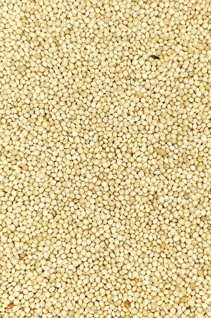 Ak Darı Sade Tozsuz Doğal Taze Kuş Yemi - 500 gr