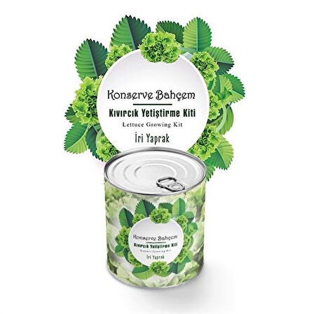 caselka® Konserve Bahçem Evde Konservede İri Yapraklı Kıvırcık Yetiştirme Kiti