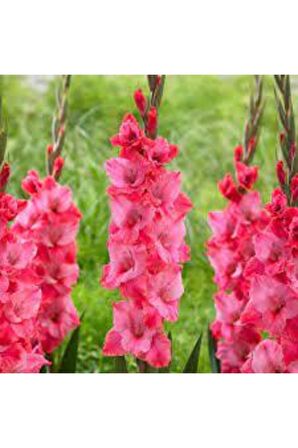 Pembe Renk Glayör Soğanı 5 Adet