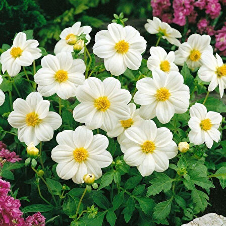 Geleneksel Tohumlar  Bodur Mignon White Dahlia Yıldız Çiçeği Tohumu (80 tohum)