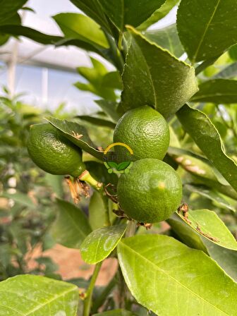 3 Adet Yediveren Mayer Limon Fidanı Paketi 'ÜZERİ MEYVELİ'