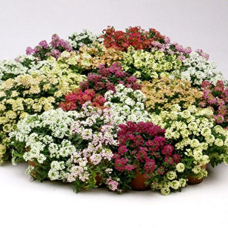 Geleneksel Ata Tohumları Mixed Alisyum Çiçeği Tohumu(50 tohum)