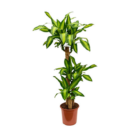 3 Gövdeli Dracaena Massengena Bitkisi 130-150cm