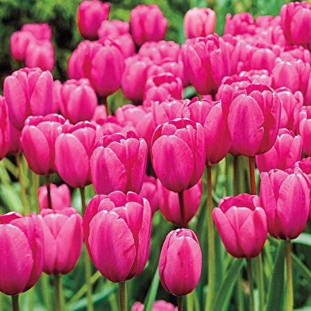 İthal Özel Pink impresion Lale Soğanı  İri Kafa Özel Lale Soğanı (4 Soğan)